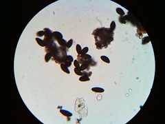 Hypoxylon fuscopurpureum