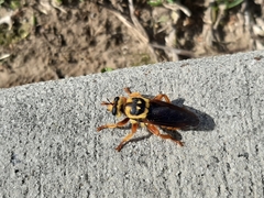 Laphria saffrana