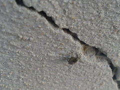 Ceutorhynchus pallidactylus