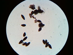 Hypoxylon fuscopurpureum