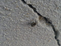 Ceutorhynchus pallidactylus