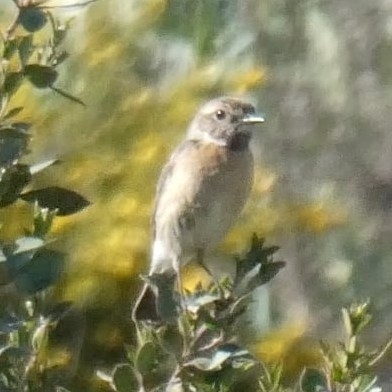 Avistamiento Saxicola rubicola