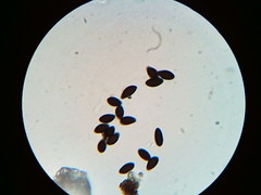 Hypoxylon fuscopurpureum