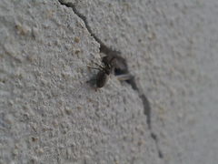 Ceutorhynchus pallidactylus