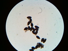 Hypoxylon fuscopurpureum