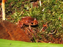 Craugastor laticeps