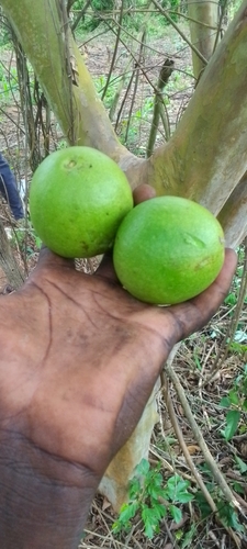 Common guava