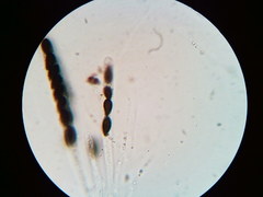 Hypoxylon fuscopurpureum