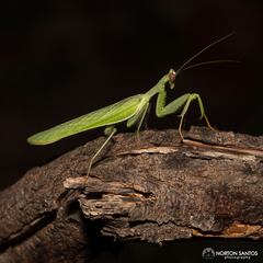Photiomantis