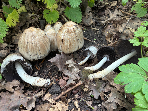 Coprinopsis romagnesiana