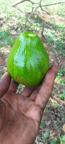 Avocado