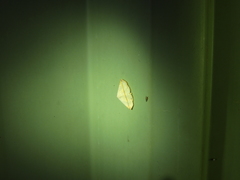 Eublemma perversicolor