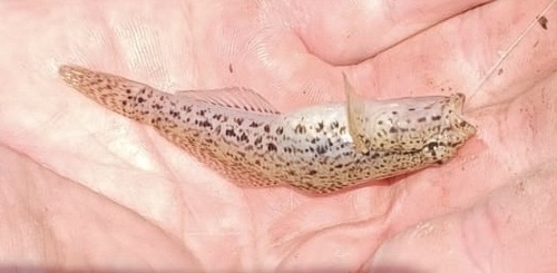 Gobius incognitus