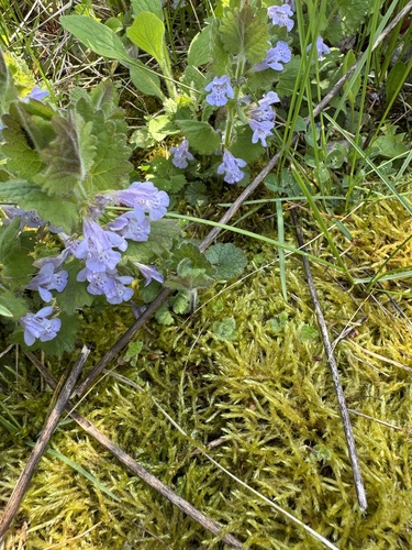Glechoma hirsuta