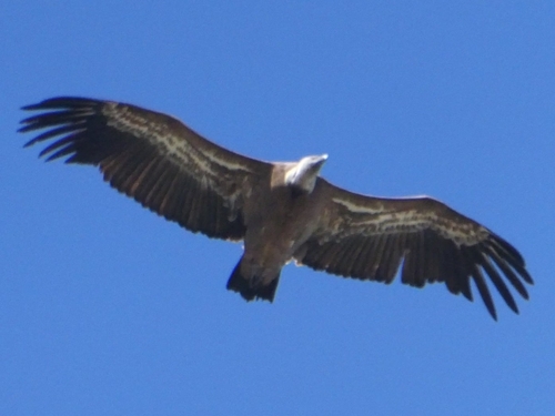 Avistamiento Buitre leonado