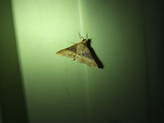 Hypospila dochmotoma