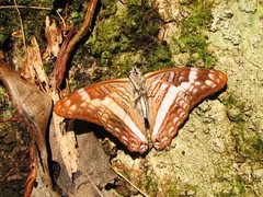 Adelpha leuceria