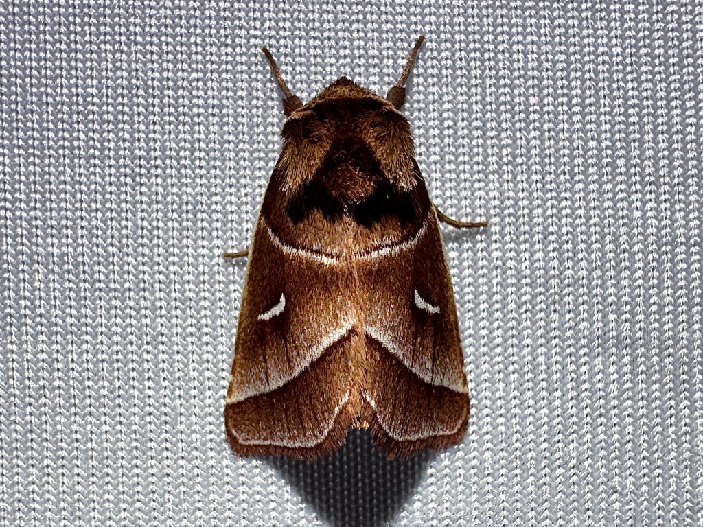 Marsh Fern Moth
