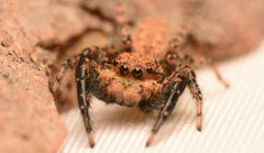 Platycryptus arizonensis