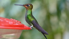 Heliodoxa leadbeateri
