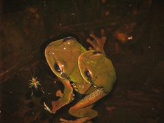 Smilisca cyanosticta