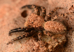 Platycryptus arizonensis