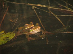 Smilisca cyanosticta
