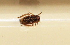 Xestocephalus tasmaniensis