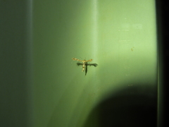 Nippoptilia cinctipedalis