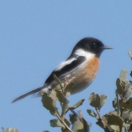 Avistamiento Saxicola rubicola