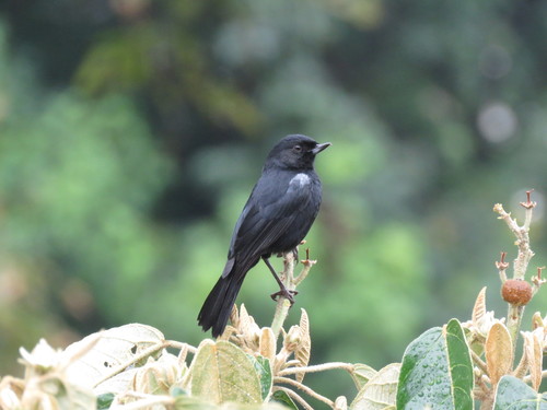 Black Flowerpiercer (Diglossa humeralis), photo 8