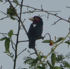 Lybius bidentatus