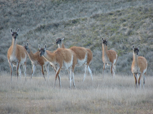 Guanaco, photo 4 of 7
