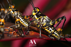 Chromacris psittacus psittacus