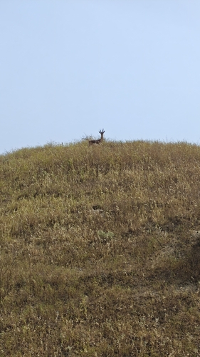 Mountain Gazelle