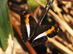 Adelpha erymanthis
