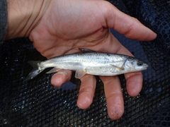 Schizothorax richardsonii