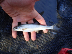 Schizothorax richardsonii