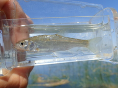 Cyprinoidei