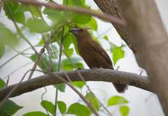 Cyanoloxia cyanoides