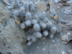 Pterocactus valentini