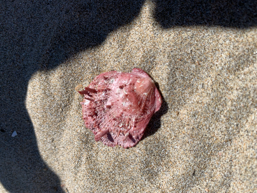 Spondylus gaederopus