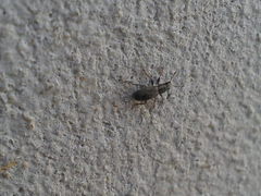 Sitona lineatus