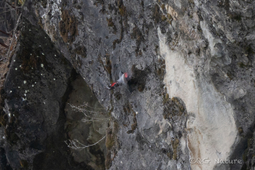Wallcreeper