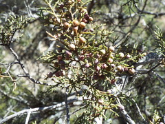 Juniperus coahuilensis