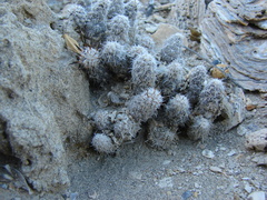 Pterocactus valentini