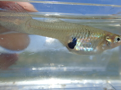 Gambusia holbrooki
