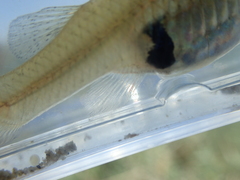 Gambusia holbrooki