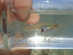Gambusia holbrooki