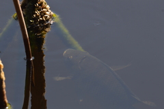 Mytilopsis leucophaeata